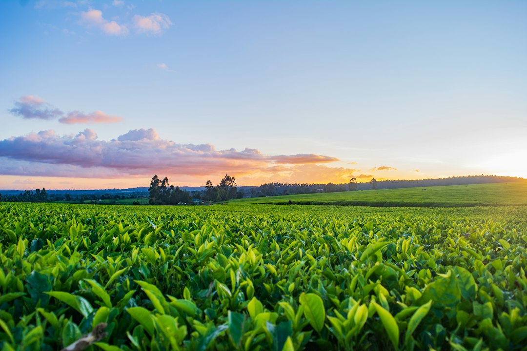 Services Sunset over Limuru tea farm